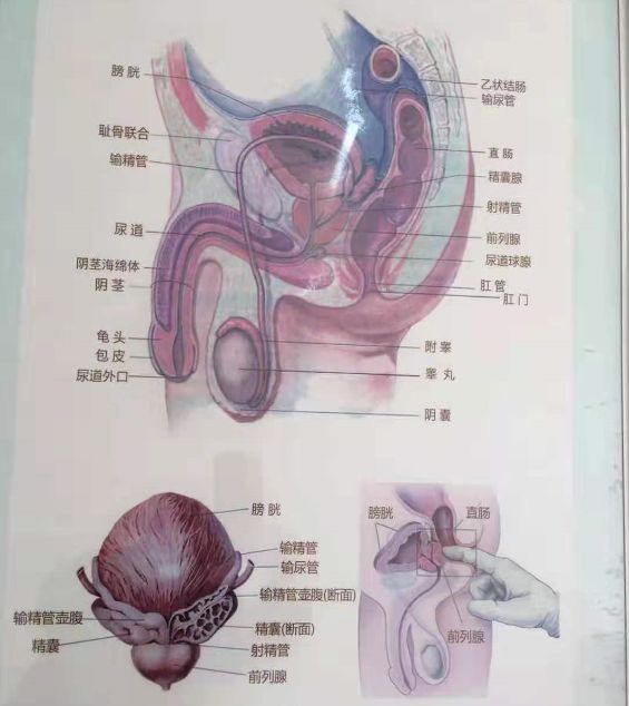 让坏死细胞重生,细胞活跃,分泌精液就多,中医针法,手法疏通经络,激活