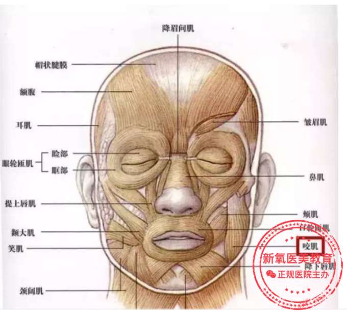 美容微整形学校